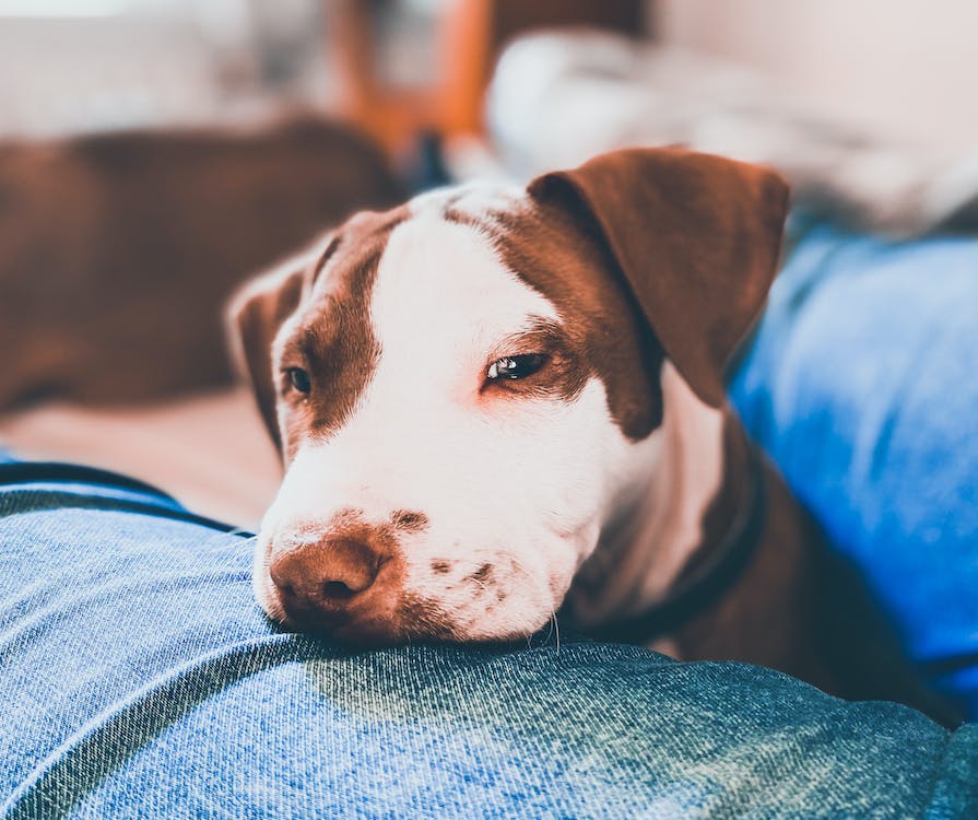 Service Dog Qualifications and Legal Rights: A Complete Guide