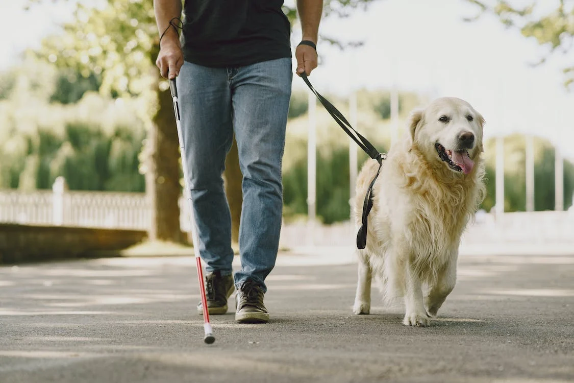 Experience Total Freedom with Professional Service Dog Registration